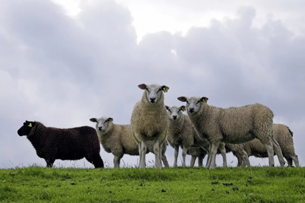 Black Sheep is the system rebel in unhealthy environments