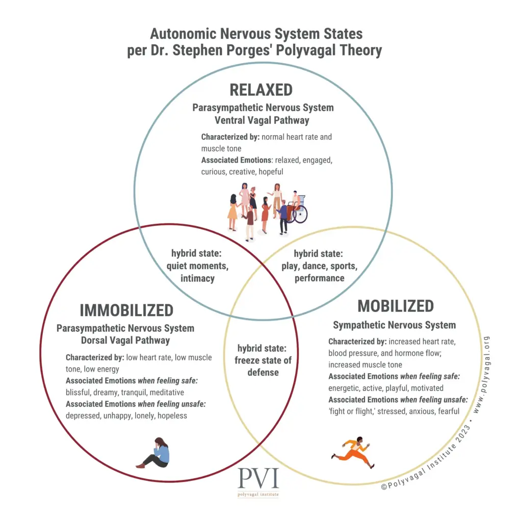 ANS diagram_polyvagal theory