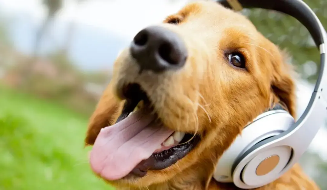 Nervous system regulation with Polyvagal music