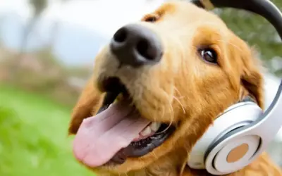 Nervous system in balance: music is one key