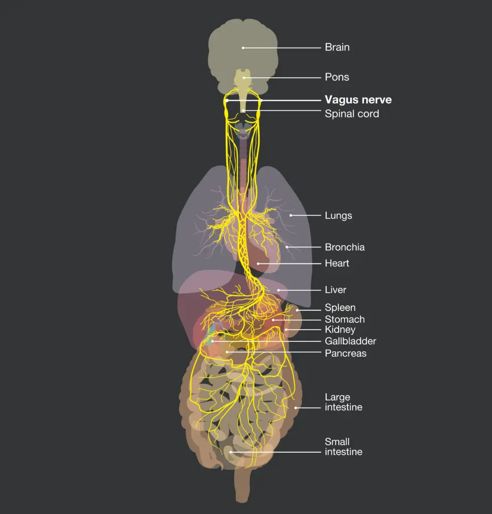 Nervous system_Vagus nerve