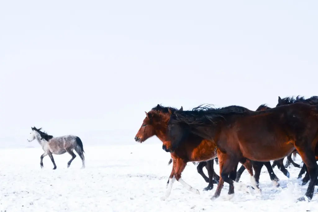 Leadership heißt Vorangehen