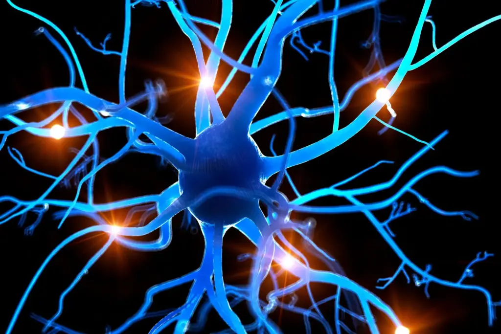 Nervous system polyvagal and covert narcissism